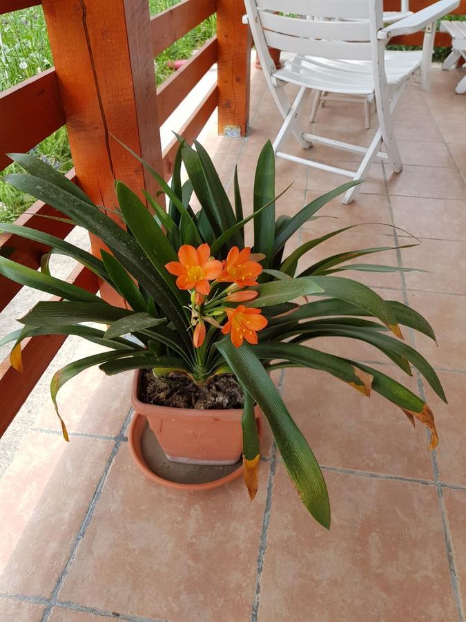 Pensiunea Agroturistica Ioana Bradulet Εξωτερικό φωτογραφία